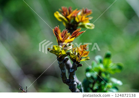 New buds of cod sprouting in spring 124872138
