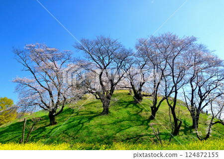春季:行田市埼玉古墳公園的櫻花 春季:行田市埼玉古墳公園的櫻花 124872155