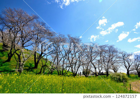 春季：行田市埼玉古墳公園的櫻花 124872157