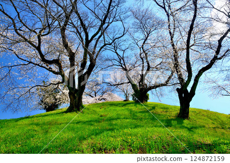 Spring: Cherry blossoms at Sakitama Kofun Park in Gyoda City 124872159