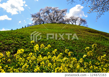 春季:行田市埼玉古墳公園的櫻花 春季:行田市埼玉古墳公園的櫻花 124872163