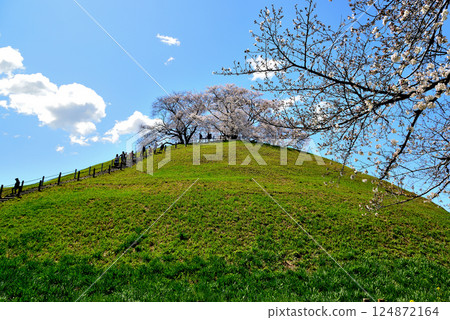 春季:行田市埼玉古墳公園的櫻花 春季:行田市埼玉古墳公園的櫻花 124872164
