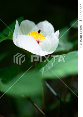 美麗的春天山牡丹白花1 124872227