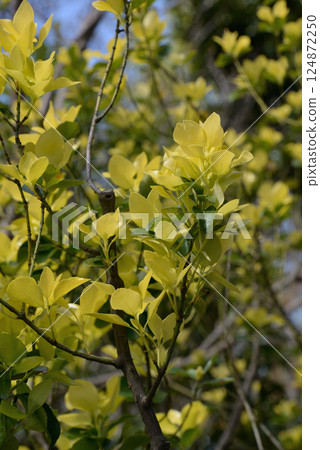 Euonymus japonicus Euonymus japonicus 124872250