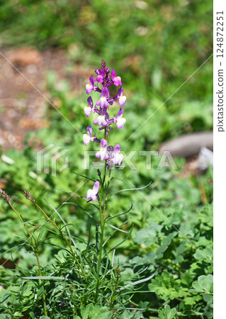 Linaria (Hime Goldfish) Linaria (Hime Goldfish) 124872251