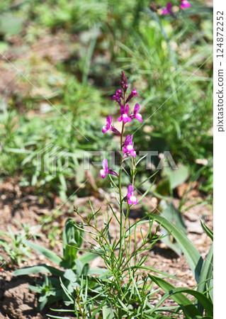 Linaria (Hime Goldfish) Linaria (Hime Goldfish) 124872252