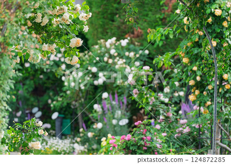 在向公眾開放的枚方公園拍攝盛開時美麗的玫瑰。 124872285