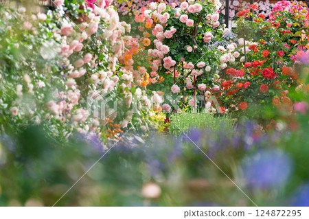 Photograph the beautiful roses at their peak bloom at Hirakata Park, which is open to the public. Photograph the beautiful roses at their peak bloom at Hirakata Park, which is open to the public. 124872295