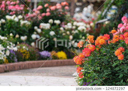 Photograph the beautiful roses at their peak bloom at Hirakata Park, which is open to the public. 124872297