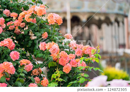 Photograph the beautiful roses at their peak bloom at Hirakata Park, which is open to the public. 124872305