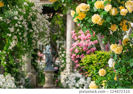 Photograph the beautiful roses at their peak bloom at Hirakata Park, which is open to the public. 124872310