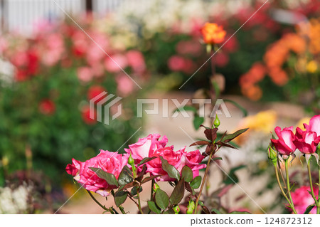 Photograph the beautiful roses at their peak bloom at Hirakata Park, which is open to the public. Photograph the beautiful roses at their peak bloom at Hirakata Park, which is open to the public. 124872312