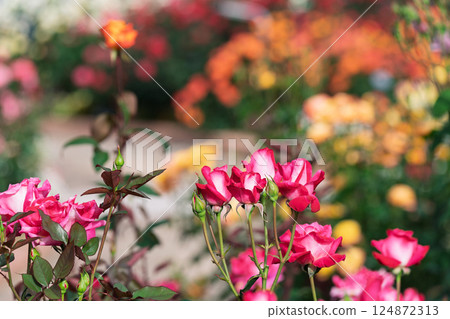 Photograph the beautiful roses at their peak bloom at Hirakata Park, which is open to the public. Photograph the beautiful roses at their peak bloom at Hirakata Park, which is open to the public. 124872313