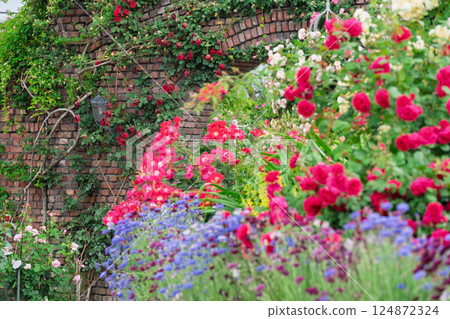 Photograph the beautiful roses at their peak bloom at Hirakata Park, which is open to the public. Photograph the beautiful roses at their peak bloom at Hirakata Park, which is open to the public. 124872324