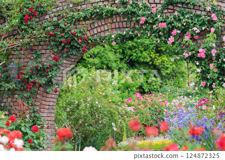 Photograph the beautiful roses at their peak bloom at Hirakata Park, which is open to the public. Photograph the beautiful roses at their peak bloom at Hirakata Park, which is open to the public. 124872325