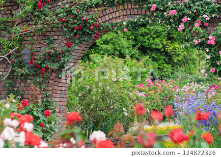 Photograph the beautiful roses at their peak bloom at Hirakata Park, which is open to the public. Photograph the beautiful roses at their peak bloom at Hirakata Park, which is open to the public. 124872326