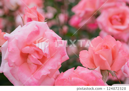 在向公眾開放的枚方公園拍攝盛開時美麗的玫瑰。 124872328