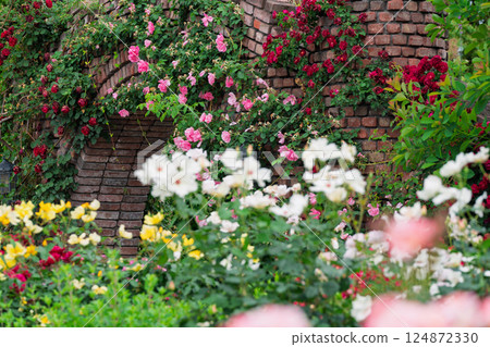 在向公眾開放的枚方公園拍攝盛開時美麗的玫瑰。 124872330