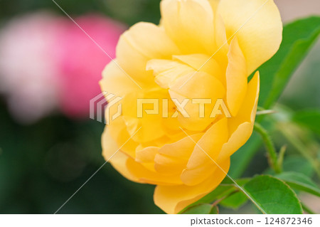 Photograph the beautiful roses at their peak bloom at Hirakata Park, which is open to the public. 124872346