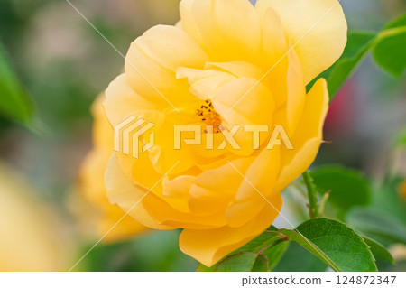 Photograph the beautiful roses at their peak bloom at Hirakata Park, which is open to the public. Photograph the beautiful roses at their peak bloom at Hirakata Park, which is open to the public. 124872347