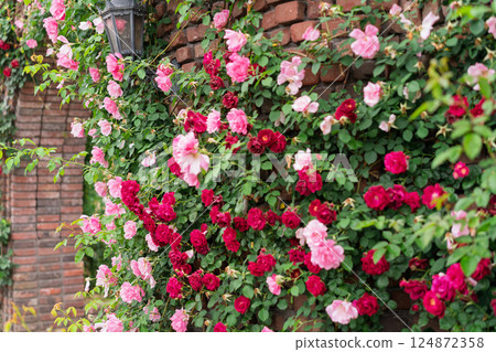 在向公眾開放的枚方公園拍攝盛開時美麗的玫瑰。 124872358