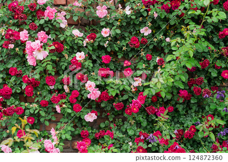 Photograph the beautiful roses at their peak bloom at Hirakata Park, which is open to the public. Photograph the beautiful roses at their peak bloom at Hirakata Park, which is open to the public. 124872360