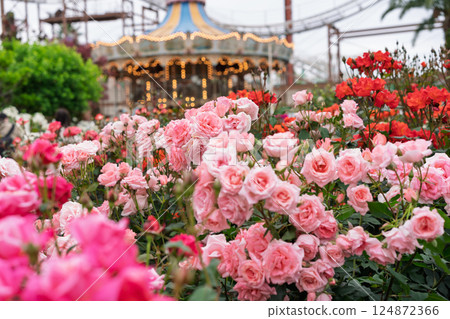 Photograph the beautiful roses at their peak bloom at Hirakata Park, which is open to the public. 124872366
