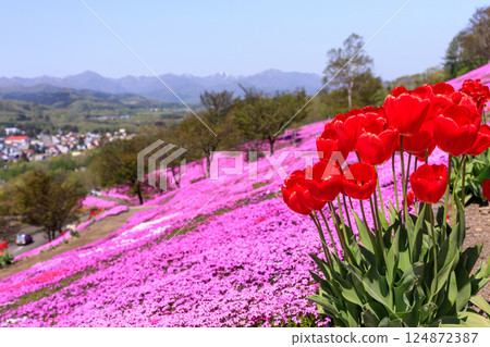 Takinoue Town, Hokkaido - Japan's largest cluster of moss phlox invites you into a dream world at Shibazakura Takinoue Park [May] 124872387
