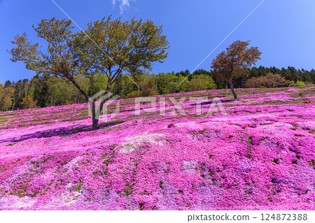 Takinoue Town, Hokkaido - Japan's largest cluster of moss phlox invites you into a dream world at Shibazakura Takinoue Park [May] 124872388