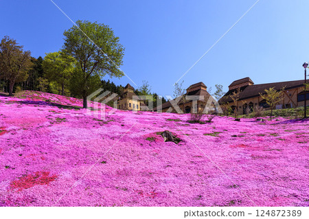 Takinoue Town, Hokkaido - Japan's largest cluster of moss phlox invites you into a dream world at Shibazakura Takinoue Park [May] 124872389