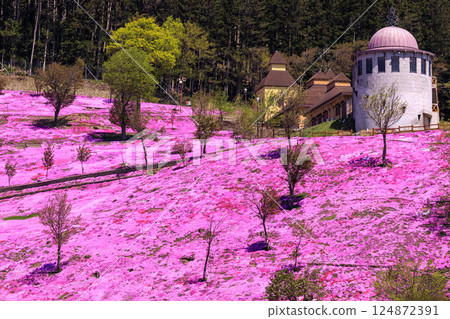 Takinoue Town, Hokkaido - Japan's largest cluster of moss phlox invites you into a dream world at Shibazakura Takinoue Park [May] 124872391