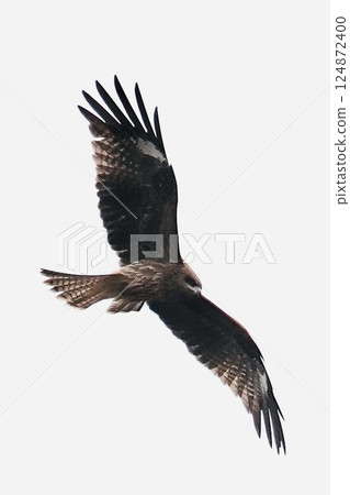 Birds of prey gracefully flying through the sky 124872400