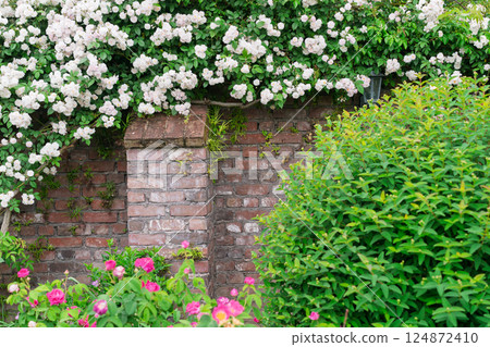 Photograph the beautiful roses at their peak bloom at Hirakata Park, which is open to the public. Photograph the beautiful roses at their peak bloom at Hirakata Park, which is open to the public. 124872410