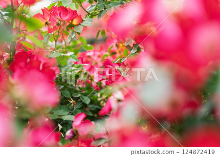 在向公眾開放的枚方公園拍攝盛開時美麗的玫瑰。 124872419