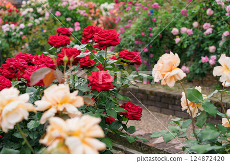 Photograph the beautiful roses at their peak bloom at Hirakata Park, which is open to the public. 124872420