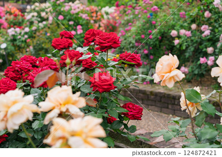 在向公眾開放的枚方公園拍攝盛開時美麗的玫瑰。 124872421