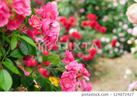 在向公眾開放的枚方公園拍攝盛開時美麗的玫瑰。 在向公眾開放的枚方公園拍攝盛開時美麗的玫瑰。 124872427