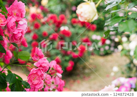 在向公眾開放的枚方公園拍攝盛開時美麗的玫瑰。 124872428