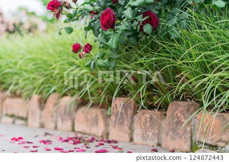 Photograph the beautiful roses at their peak bloom at Hirakata Park, which is open to the public. Photograph the beautiful roses at their peak bloom at Hirakata Park, which is open to the public. 124872443