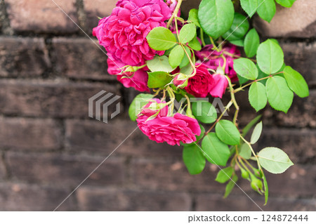 Photograph the beautiful roses at their peak bloom at Hirakata Park, which is open to the public. Photograph the beautiful roses at their peak bloom at Hirakata Park, which is open to the public. 124872444