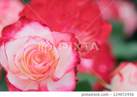 在向公眾開放的枚方公園拍攝盛開時美麗的玫瑰。 124872456