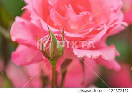Photograph the beautiful roses at their peak bloom at Hirakata Park, which is open to the public. 124872462