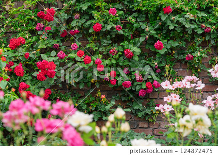 Photograph the beautiful roses at their peak bloom at Hirakata Park, which is open to the public. Photograph the beautiful roses at their peak bloom at Hirakata Park, which is open to the public. 124872475