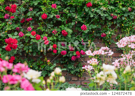 在向公眾開放的枚方公園拍攝盛開時美麗的玫瑰。 124872478