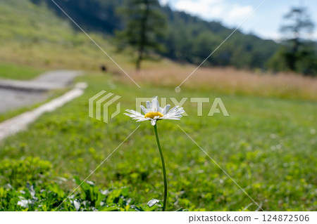 A single flower blooming in a summer ski resort (horizontal) 124872506