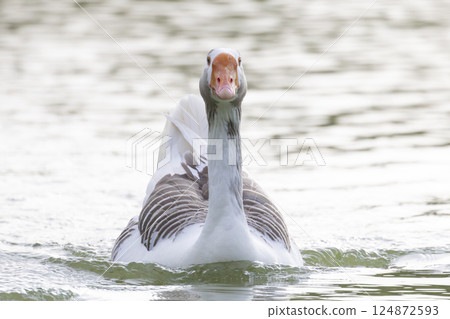 White goose swimming on lake water in summer 124872593