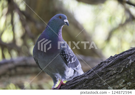 Rock dove perching on branch, displaying iridescent plumage 124872594