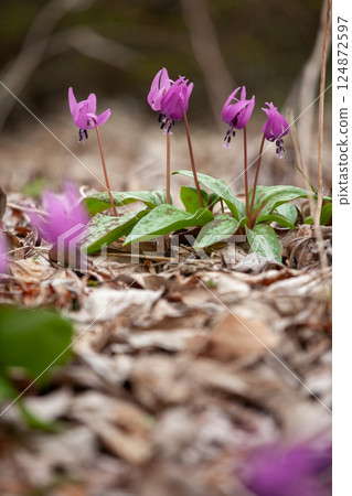 The lovely spring fairy, dogtooth violet flower 14 The lovely spring fairy, dogtooth violet flower 14 124872597