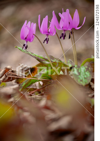 The lovely spring fairy, Katakuri flower 27 The lovely spring fairy, Katakuri flower 27 124872598