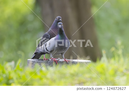 Two pigeons standing on a stone in a green park Two pigeons standing on a stone in a green park 124872627